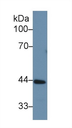 Polyclonal Antibody to Corticosteroid Binding Globulin (CBG)