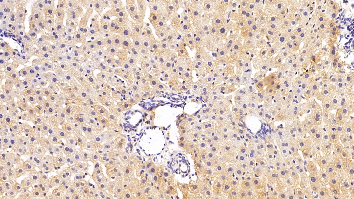 Polyclonal Antibody to Corticosteroid Binding Globulin (CBG)