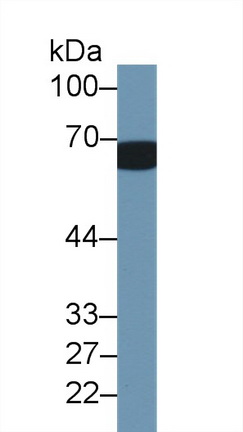 Polyclonal Antibody to Corticosteroid Binding Globulin (CBG)