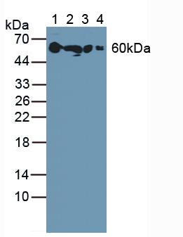 Polyclonal Antibody to Corticosteroid Binding Globulin (CBG)