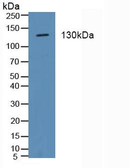 Polyclonal Antibody to Integrin Alpha 2 (ITGa2)