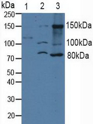 Polyclonal Antibody to Integrin Alpha 2 (ITGa2)