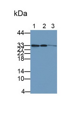 Polyclonal Antibody to Cyclin Dependent Kinase 4 (CDK4)