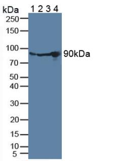 Polyclonal Antibody to Plasminogen (Plg)