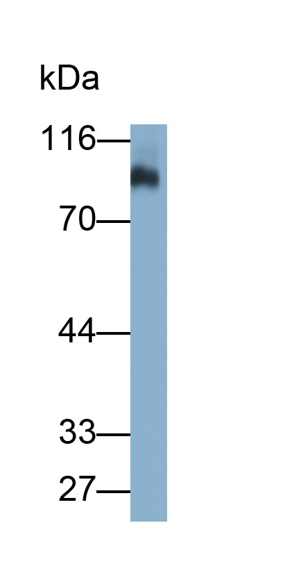 Polyclonal Antibody to Plasminogen (Plg)