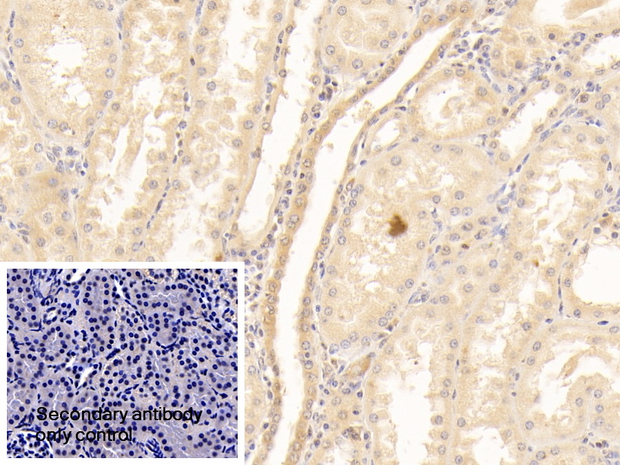 Polyclonal Antibody to Plasminogen (Plg)