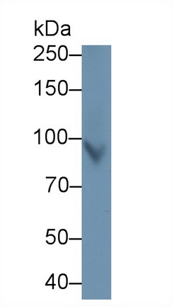 Polyclonal Antibody to Plasminogen (Plg)