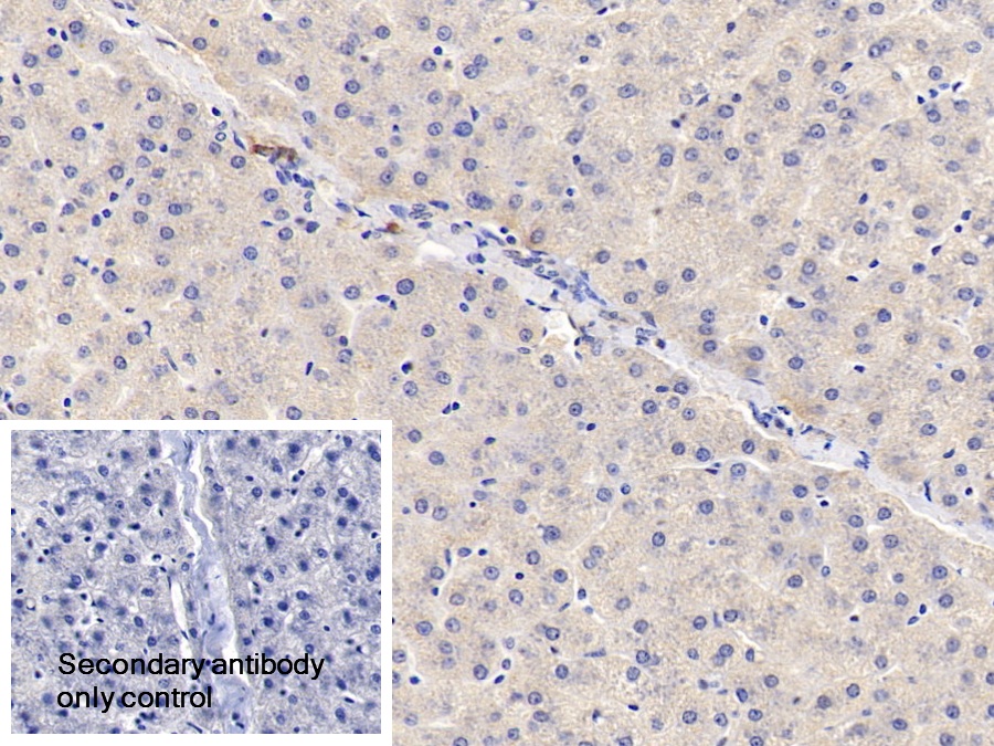 Polyclonal Antibody to Plasminogen (Plg)