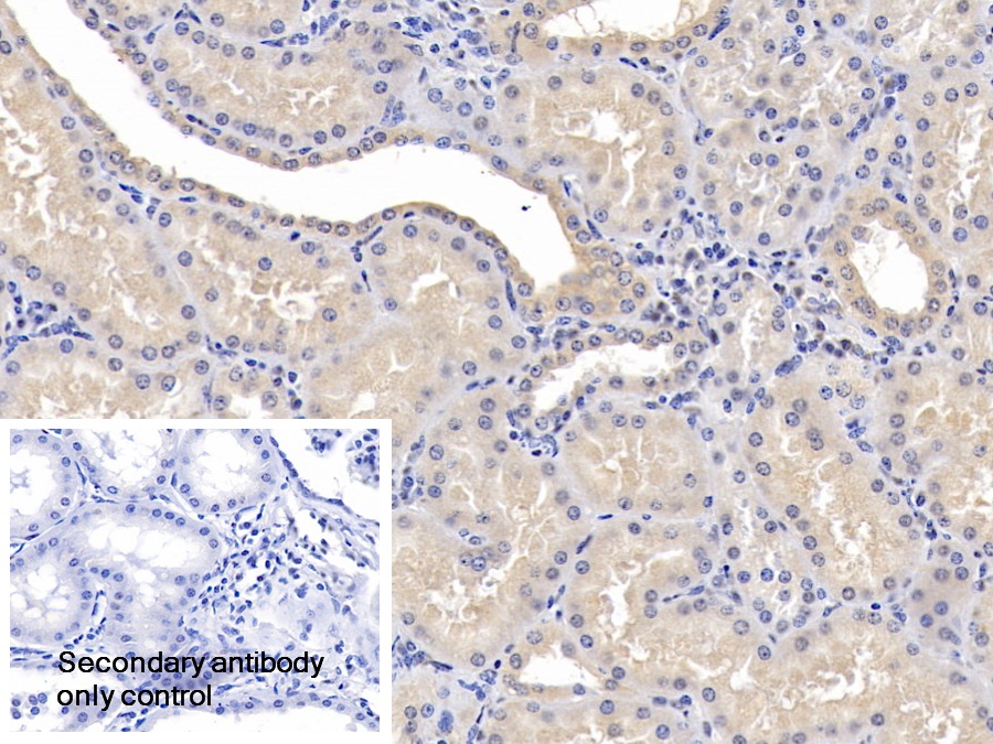 Polyclonal Antibody to Plasminogen (Plg)