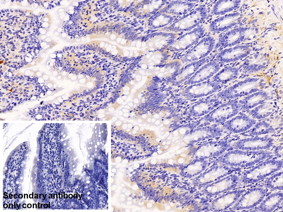 Polyclonal Antibody to Fibrinopeptide A (FPA)