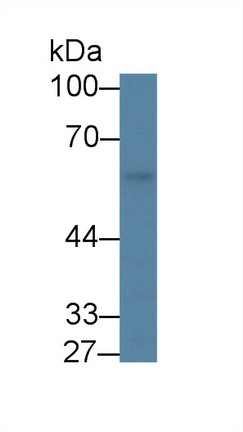 Polyclonal Antibody to Kruppel Like Factor 4, Gut (KLF4)