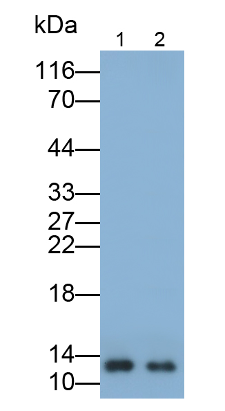 Polyclonal Antibody to Heart-type Fatty Acid Binding Protein (H-FABP)