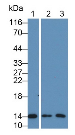 Polyclonal Antibody to Heart-type Fatty Acid Binding Protein (H-FABP)