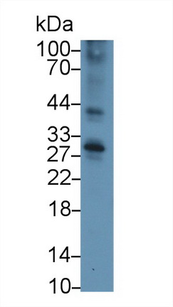 Polyclonal Antibody to Tumor Necrosis Factor Receptor Superfamily, Member 5 (CD40)