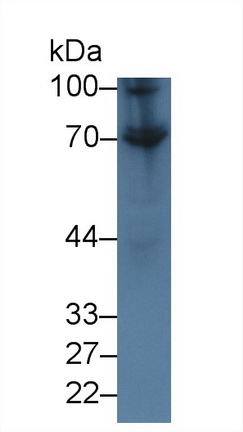 Polyclonal Antibody to Cluster Of Differentiation 73 (CD73)