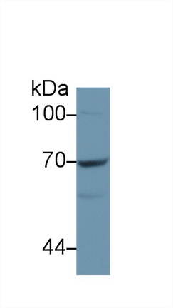 Polyclonal Antibody to Cluster Of Differentiation 73 (CD73)