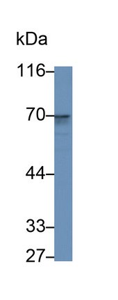 Polyclonal Antibody to Cluster Of Differentiation 73 (CD73)