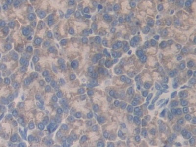 Polyclonal Antibody to Prolylcarboxypeptidase (PRCP)