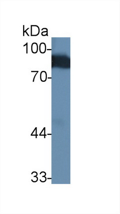 Polyclonal Antibody to Angiostatin (ANG)