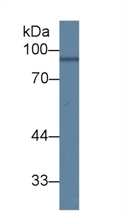 Polyclonal Antibody to Angiostatin (ANG)