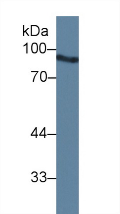 Polyclonal Antibody to Angiostatin (ANG)