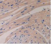 Polyclonal Antibody to Glucagon (GCG)