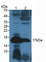 Polyclonal Antibody to Glucagon (GCG)