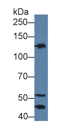 Polyclonal Antibody to Kininogen 1 (KNG1)