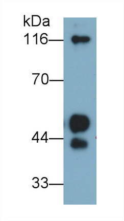 Polyclonal Antibody to Kininogen 1 (KNG1)