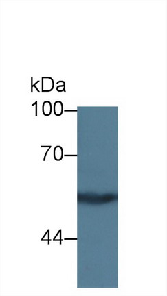 Polyclonal Antibody to Kininogen 1 (KNG1)