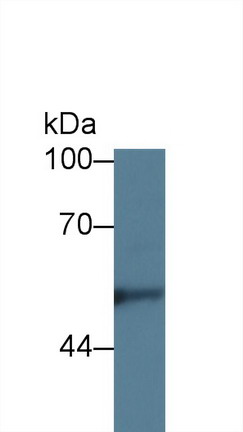 Polyclonal Antibody to Kininogen 1 (KNG1)