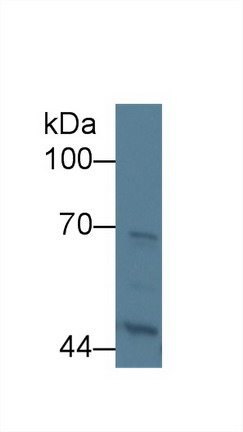 Polyclonal Antibody to Kininogen 1 (KNG1)