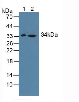 Polyclonal Antibody to Sulfotransferase 1A1 (SULT1A1)