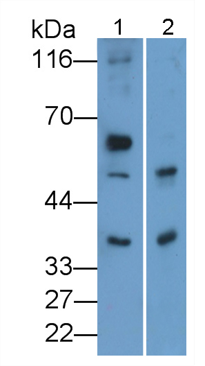 Polyclonal Antibody to Membrane Cofactor Protein (MCP)