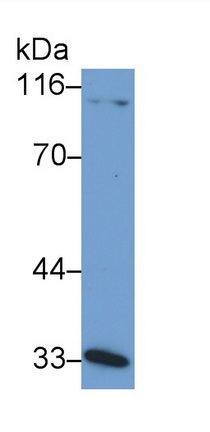 Polyclonal Antibody to Membrane Cofactor Protein (MCP)