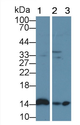 Polyclonal Antibody to Fatty Acid Binding Protein 7, Brain (FABP7)