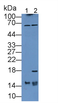 Polyclonal Antibody to Fatty Acid Binding Protein 7, Brain (FABP7)