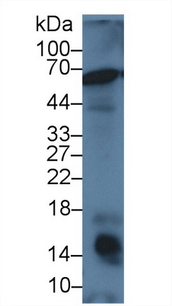 Polyclonal Antibody to Fatty Acid Binding Protein 7, Brain (FABP7)