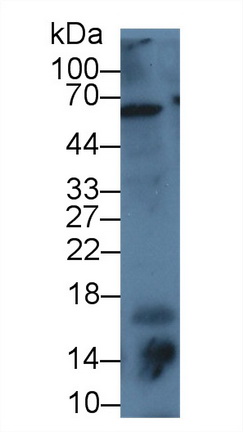 Polyclonal Antibody to Fatty Acid Binding Protein 7, Brain (FABP7)