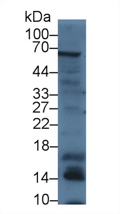 Polyclonal Antibody to Fatty Acid Binding Protein 7, Brain (FABP7)