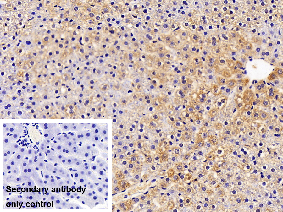 Polyclonal Antibody to Cathepsin D (CTSD)