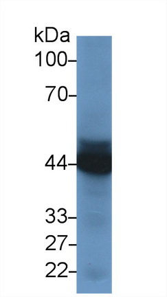 Polyclonal Antibody to Cathepsin D (CTSD)