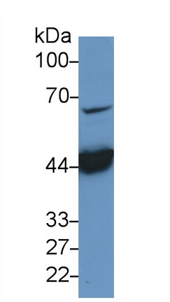 Polyclonal Antibody to Cathepsin D (CTSD)