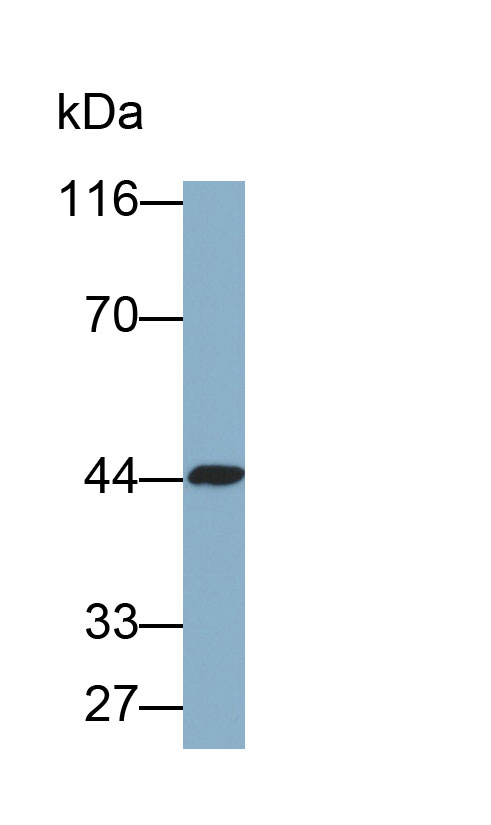 Polyclonal Antibody to Cathepsin D (CTSD)