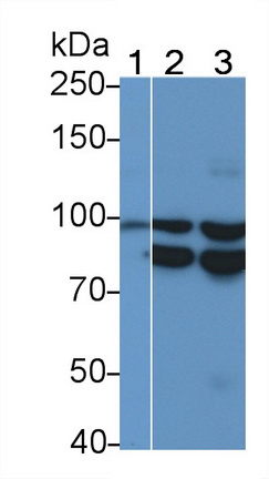 Polyclonal Antibody to Integrin Alpha V (ITGaV)