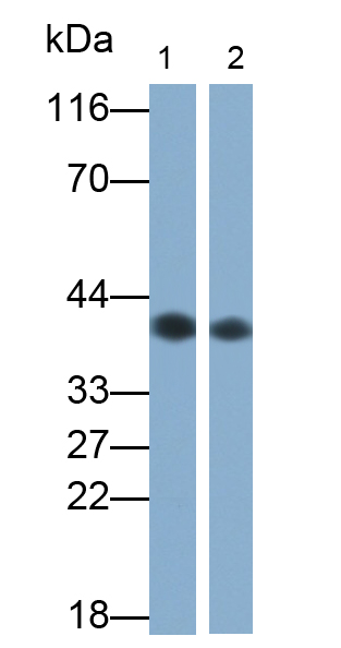 Polyclonal Antibody to Epithelial Cell Adhesion Molecule (EPCAM)