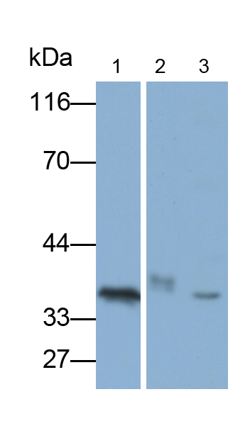 Polyclonal Antibody to Epithelial Cell Adhesion Molecule (EPCAM)