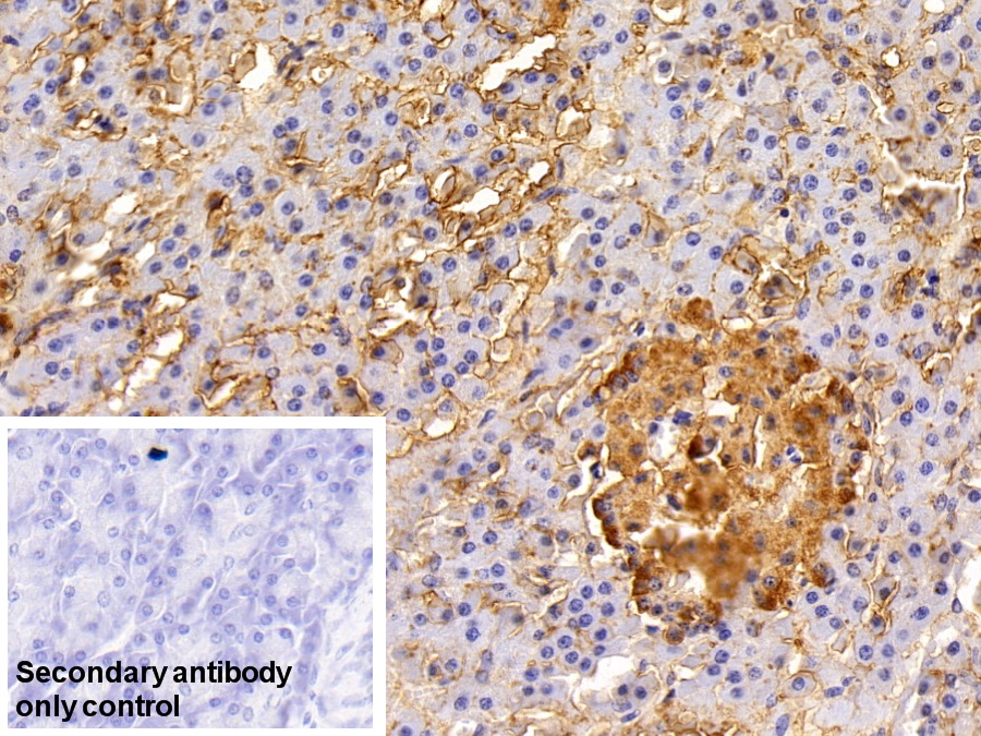 Polyclonal Antibody to Epithelial Cell Adhesion Molecule (EPCAM)