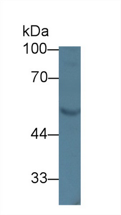 Polyclonal Antibody to Milk Fat Globule EGF Factor 8 (MFGE8)