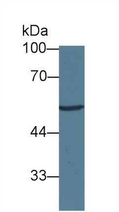 Polyclonal Antibody to Milk Fat Globule EGF Factor 8 (MFGE8)